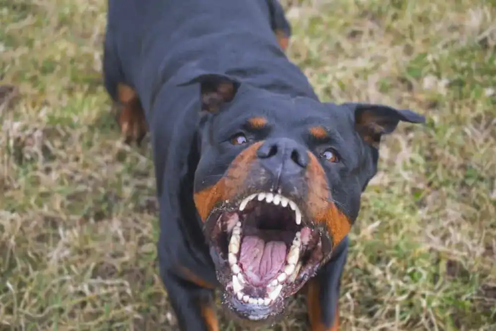 What does it mean when a dog bares their teeth?