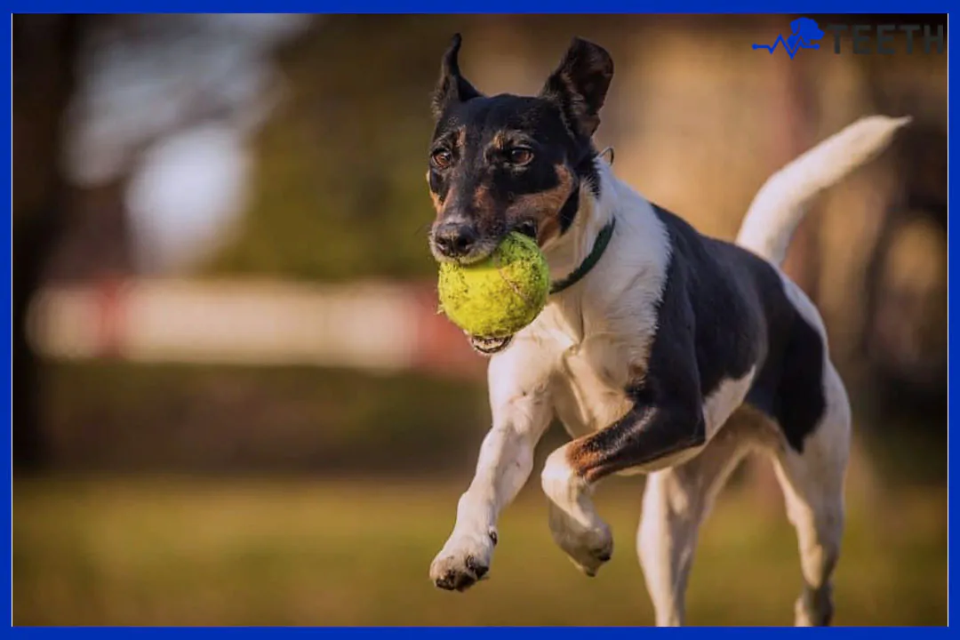 Are tennis balls bad for dogs teeth?