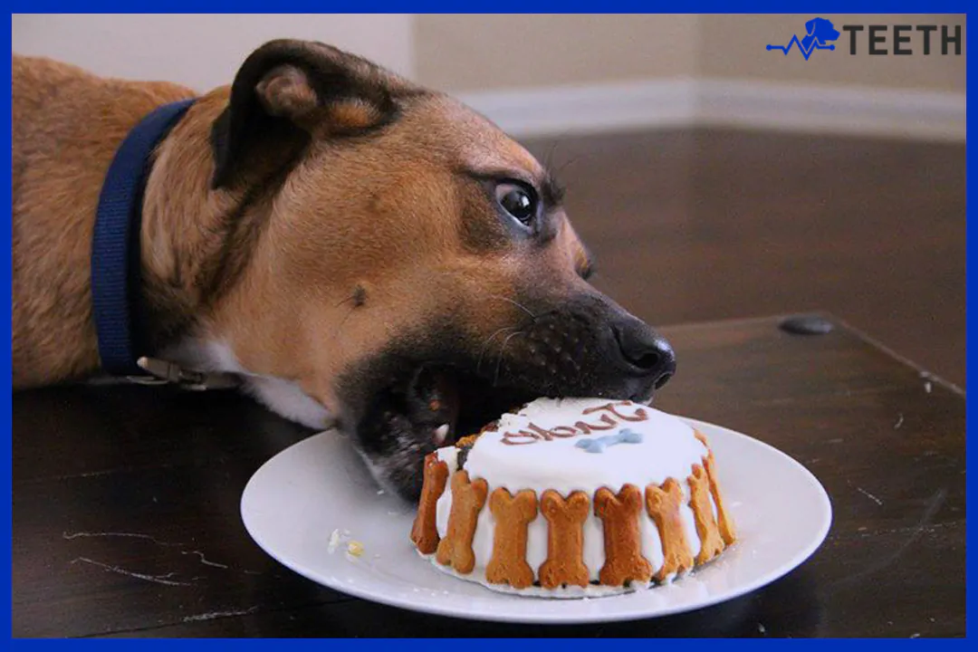 Can dogs eat cake?