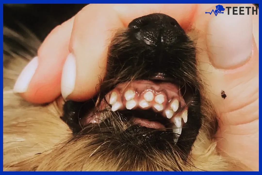 Can dogs grow back their teeth?