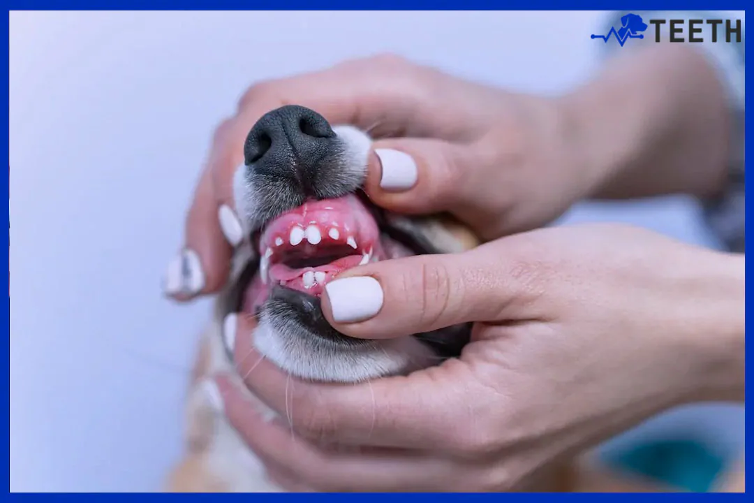 Can dogs regrow teeth?