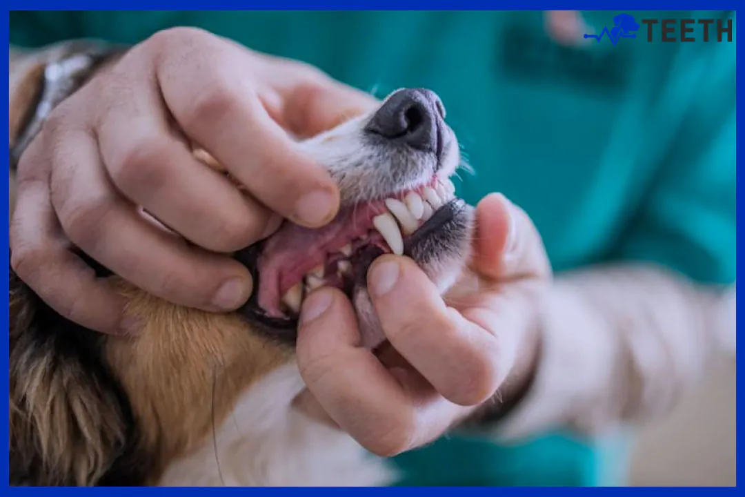 Do dogs feel better after teeth cleaning?