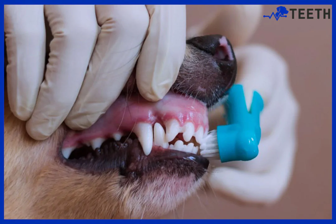 Do dogs go to sleep for teeth cleaning?