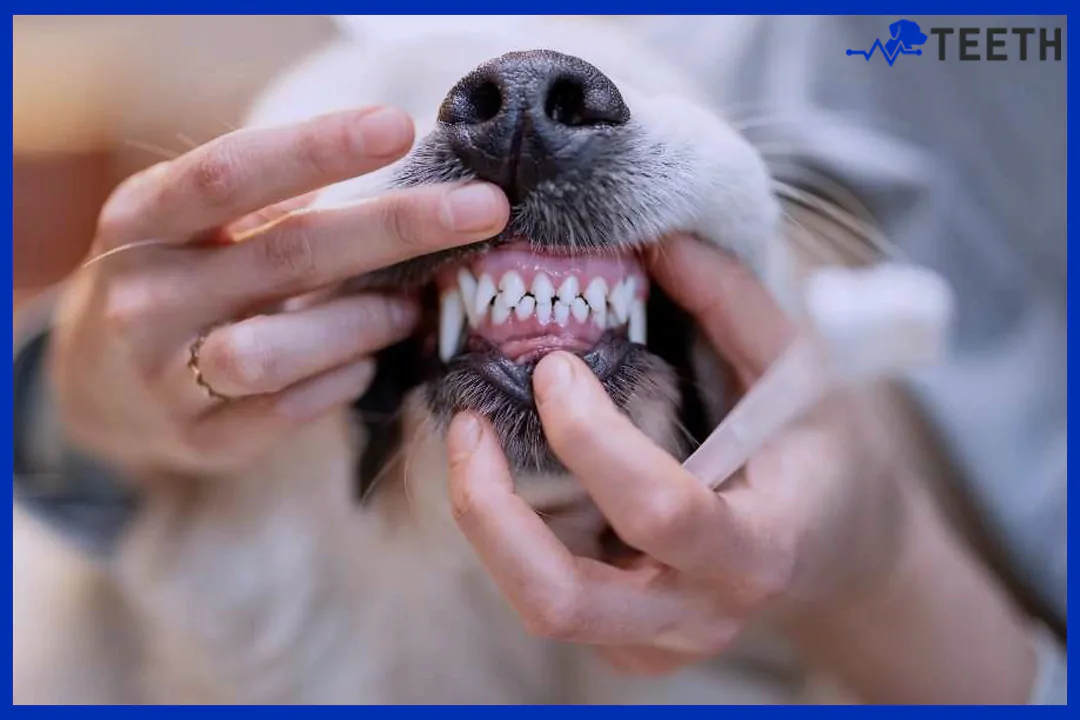 Do dogs lose teeth and grow new ones?
