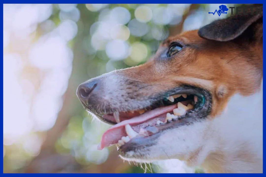 Does dog tooth enamel grow back?