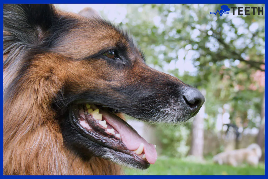 How can you tell how old a German Shepherd is by its teeth?