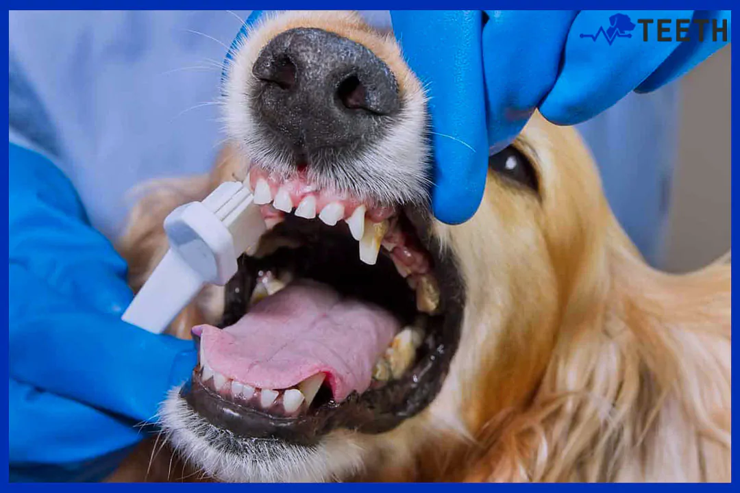 How long does dog teeth cleaning take?