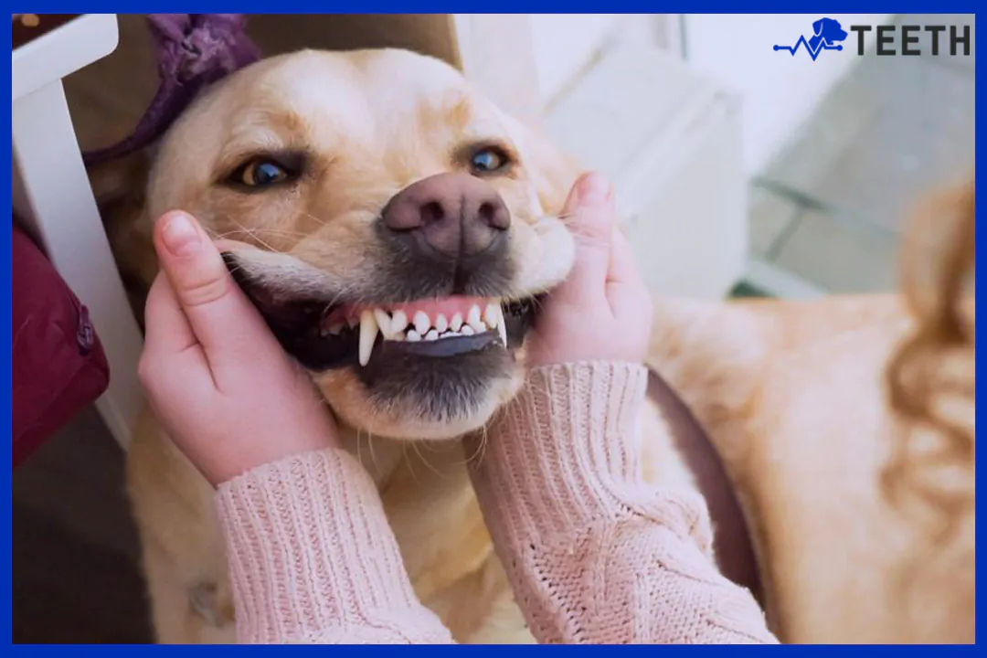 How often do dogs need their teeth cleaned?