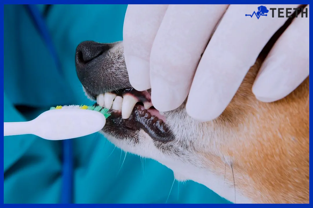 How often should dogs get teeth cleaned?