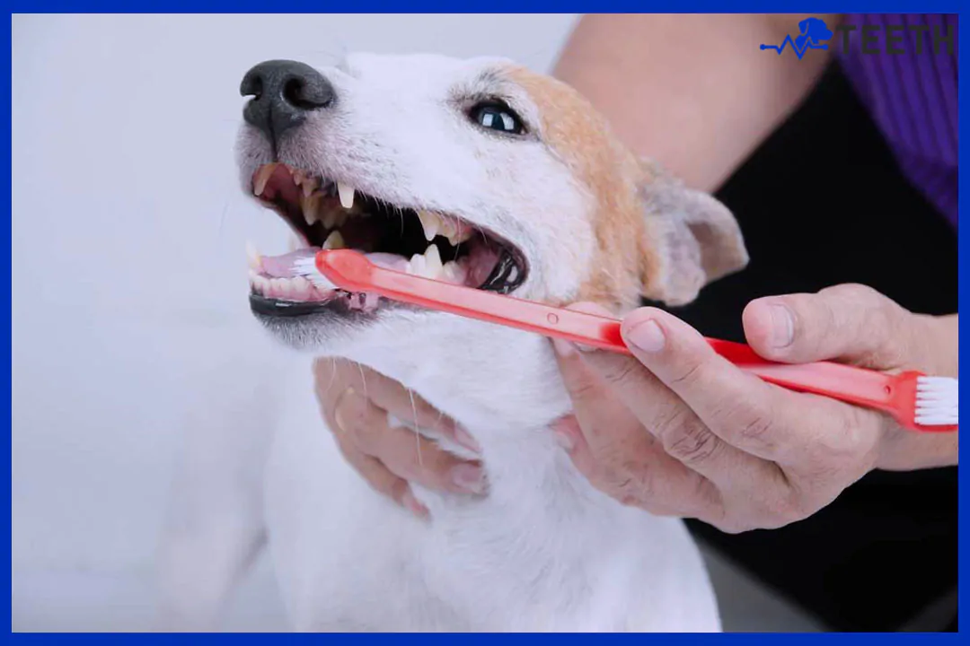 How often should dogs have their teeth cleaned?