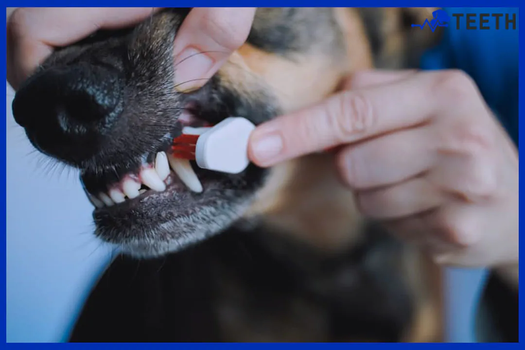How often should dogs teeth be cleaned?