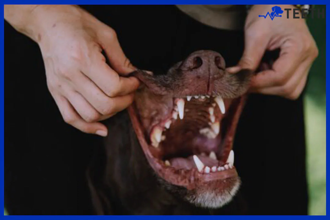Is dog dental cleaning worth the risk?