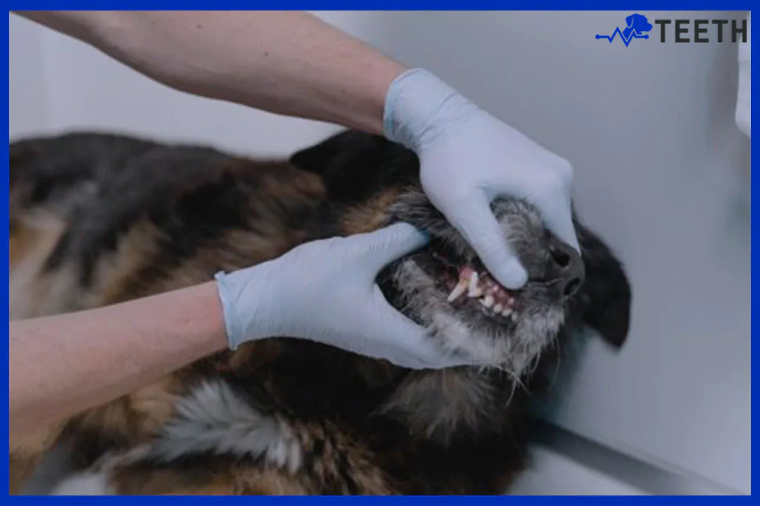 What is the mortality rate for dog dental cleaning?