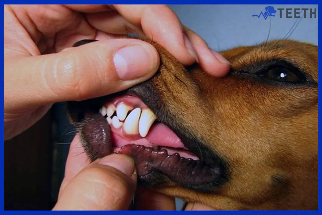 does dog teeth regrow?