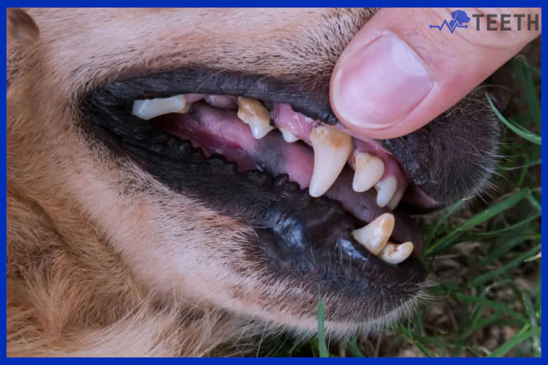 How to get rid of tartar on dog's teeth?