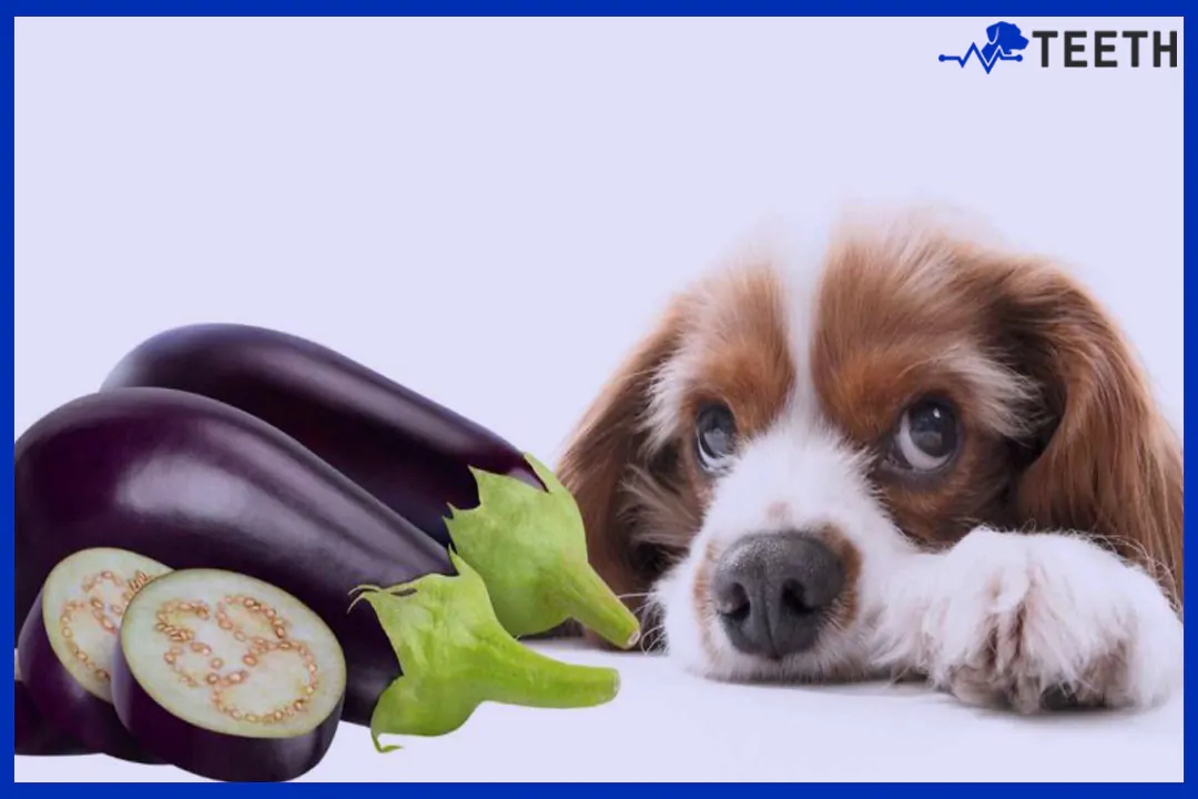 an dogs have eggplant?