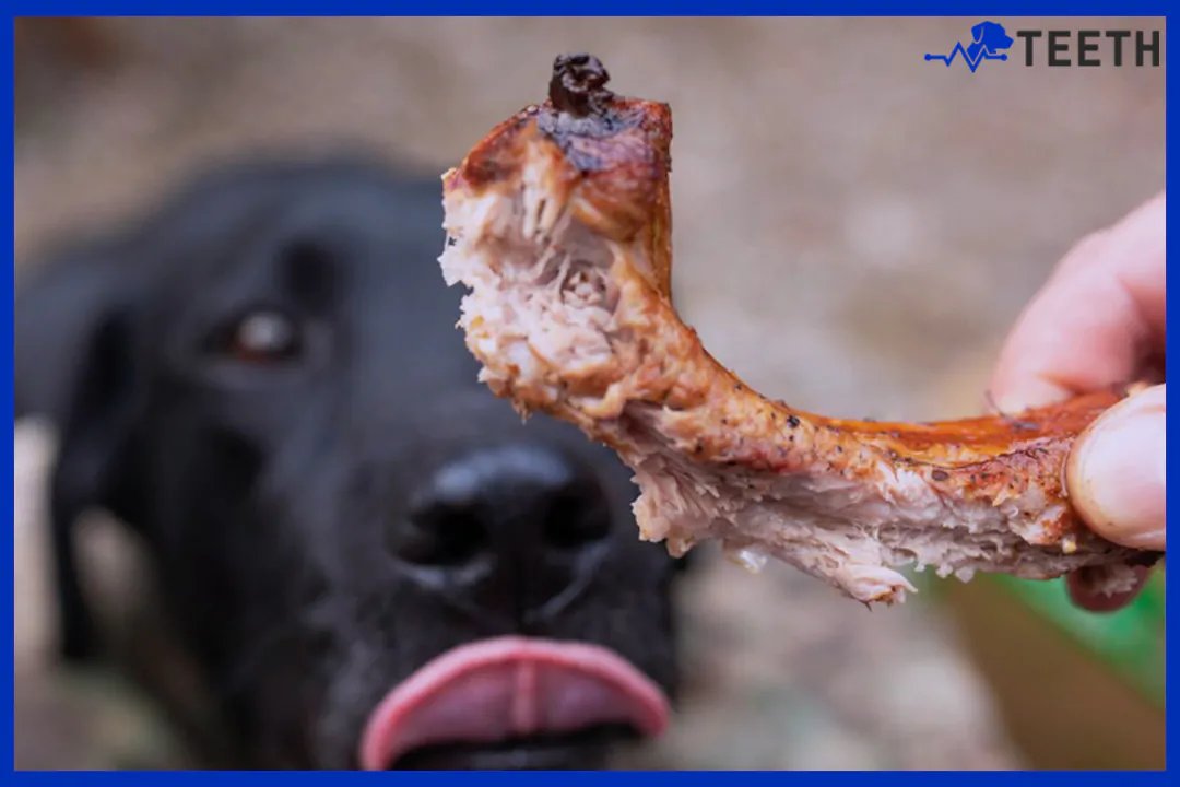 can dogs have turkey bones?
