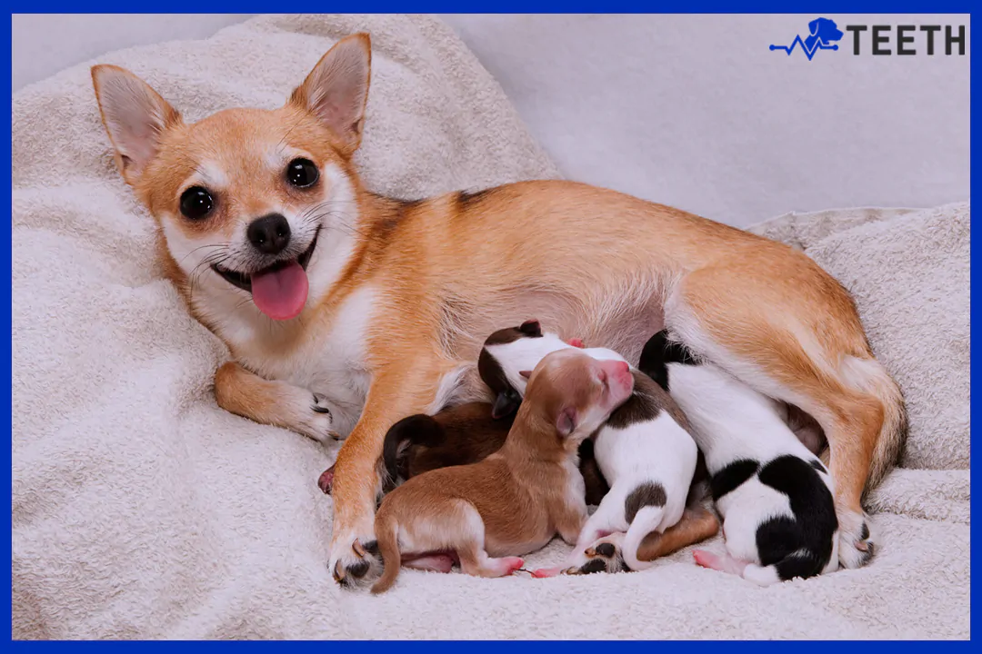 how many litters can a dog have?
