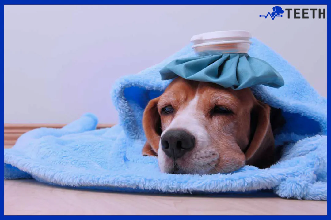 how to tell if your dog is sick?
