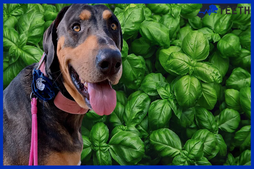 is basil safe for dogs?