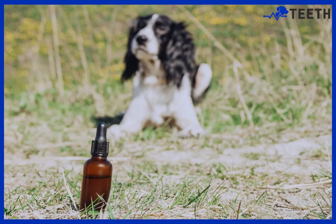 is neem oil safe for dogs?